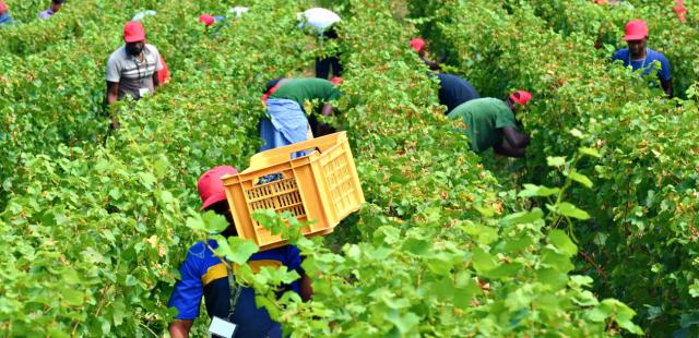 lavoroagricolo_qualita