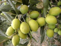 annata_olivicultura